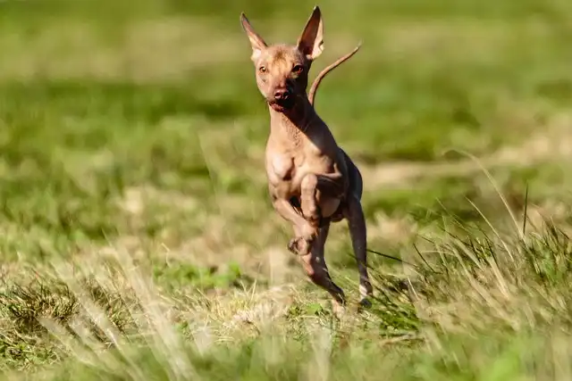 Peruvian Hairless Dogs: Care, Adoption & History