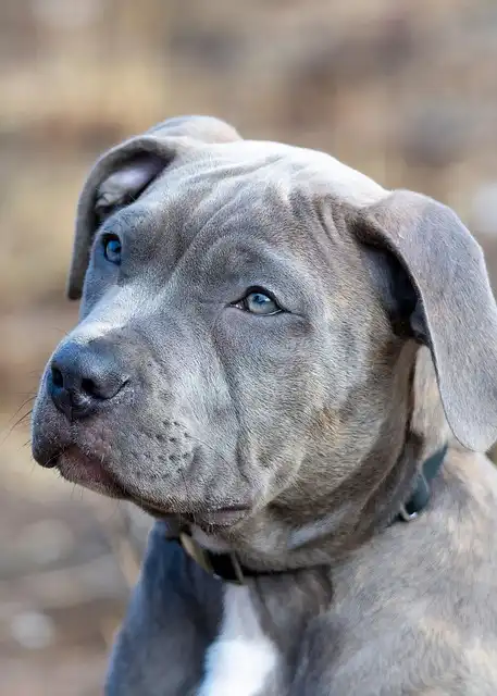 Pitbull Training: Tips, Socialization & Positive Reinforcement