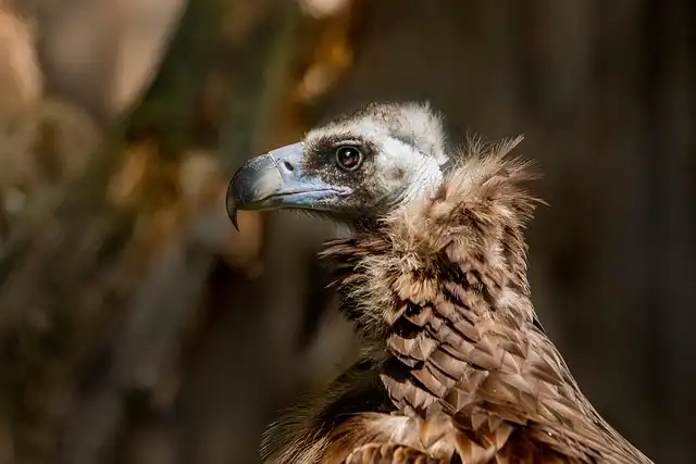 Scavengers: Vital for Health, Facing Extinction