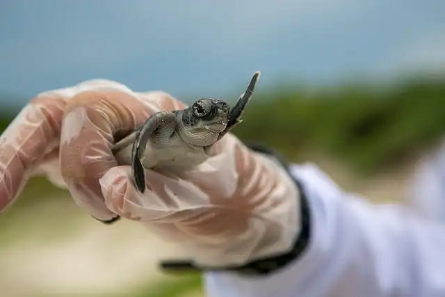 Shark Decline: Overfishing, Conservation, and Changing Perceptions