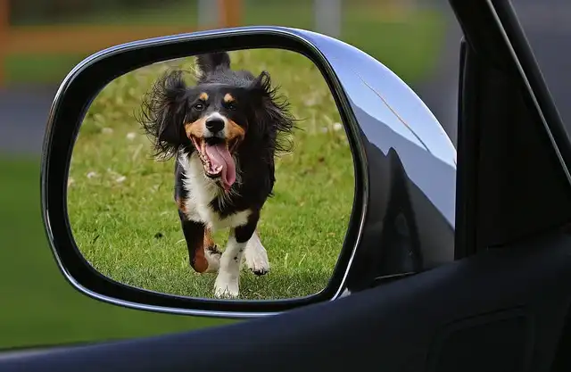 Animal Abuse Online: A Growing Global Threat