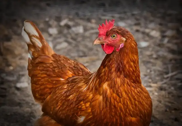 Bird Flu & Factory Farming: Cruel Mass Animal Slaughter