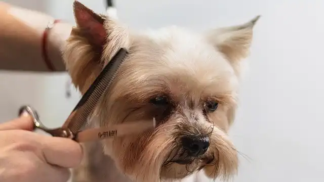 Dog Care: Nutrition, Exercise, Grooming & Health Tips