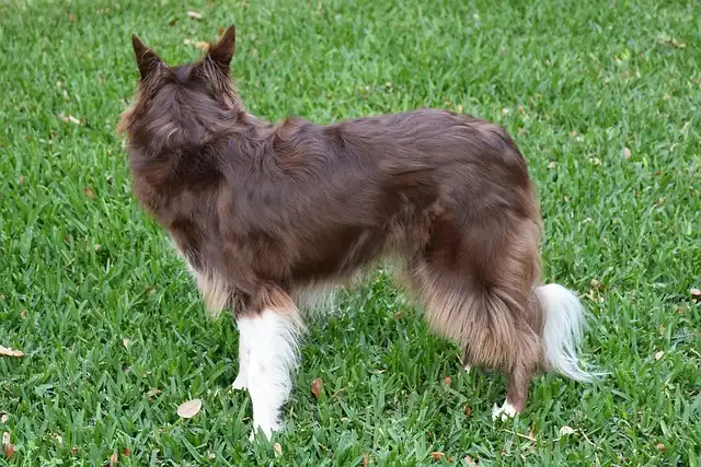 Dog Grooming & Shedding: Allergy, Diet, and Brushing Tips