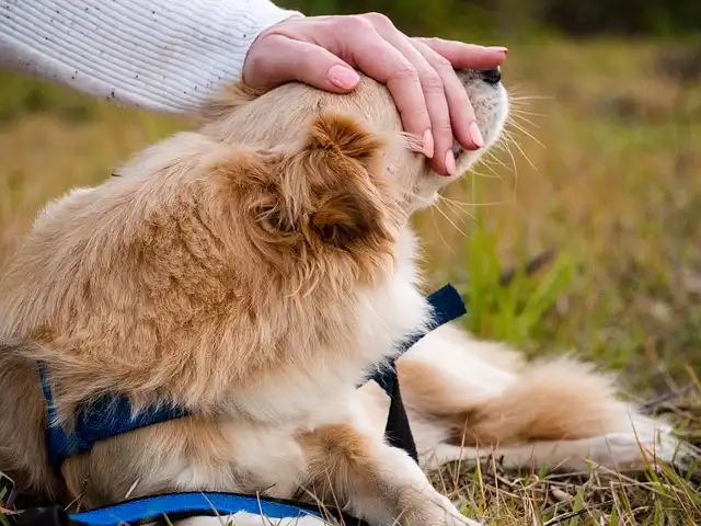 Dog Nail Care: Trimming Tips for Healthy Paws