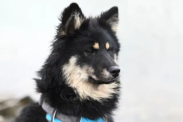 Dog Ownership: Benefits for Health, Social Life & Well-being