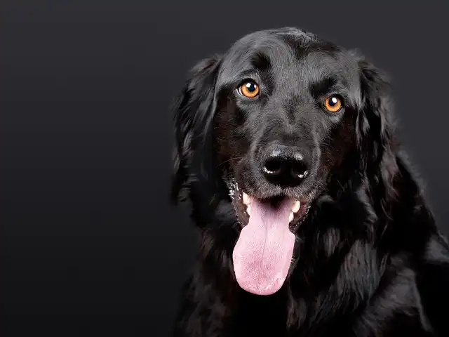 Dog Safety & Training: Preventing Bites and Building Trust