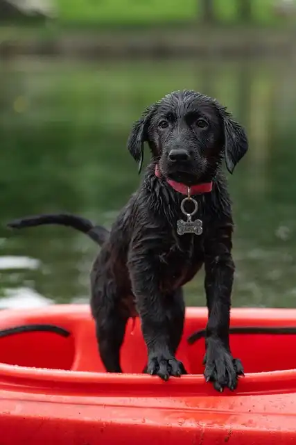 Effective Dog Potty Training: Tips & Techniques