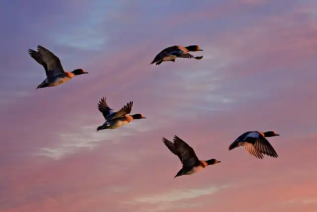 H5N1 Bird Flu: Tracking Virus Spread, Preventing Infections