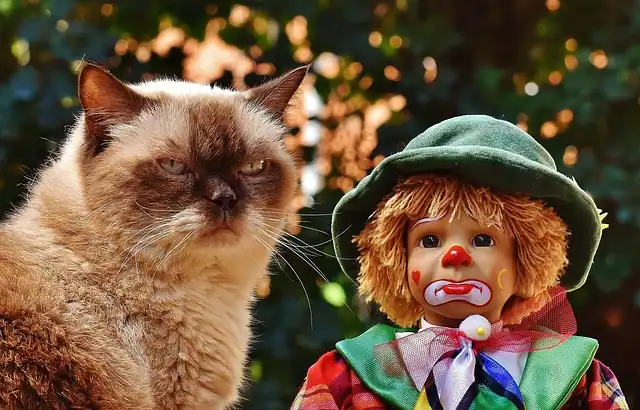 Instagram’s Cutest Russian Blue Cats & More!