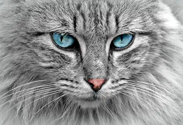 Molnupiravir for Feline Infectious Peritonitis (FIP) Treatment