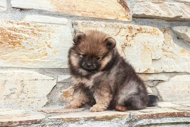 Pomeranian Training: Tips & Techniques for a Well-Behaved Pom