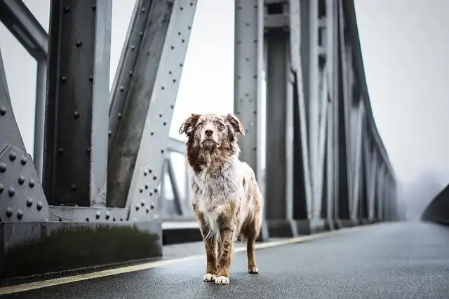 Pro Dog Walking: Tips, Safety & Best Practices