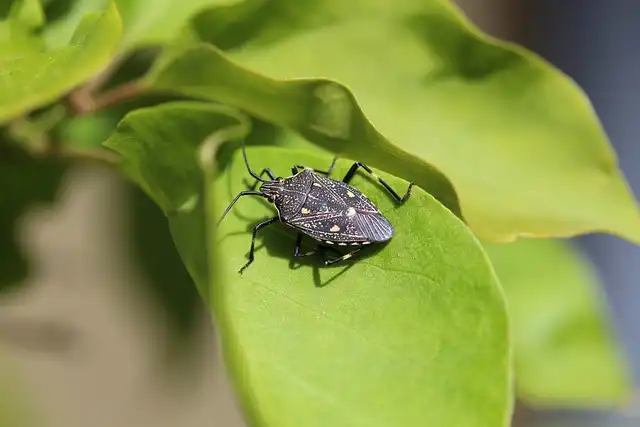 Shield Bugs: Maternal Care & Egg Shape Evolution