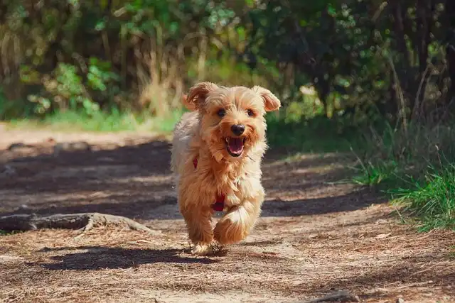 Yorkie Grooming Guide: Bathing, Haircuts & Coat Care Tips