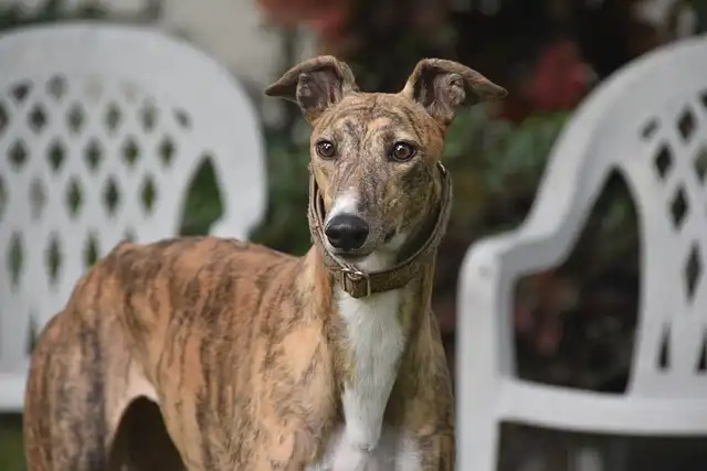 Adopting Retired Service Dogs: A Rewarding Journey