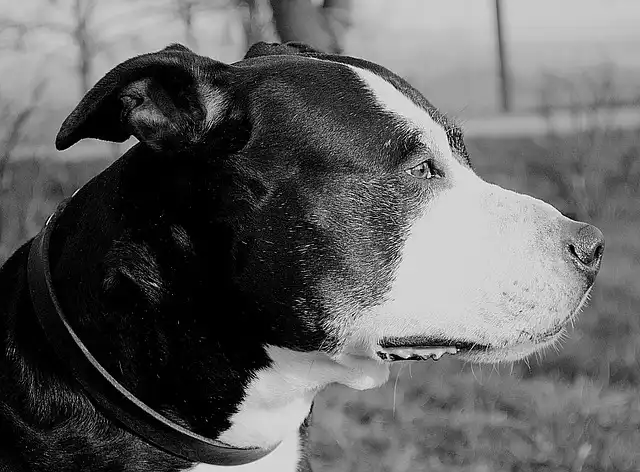 AmStaff Rescue: Saving Misunderstood American Staffordshire Terriers
