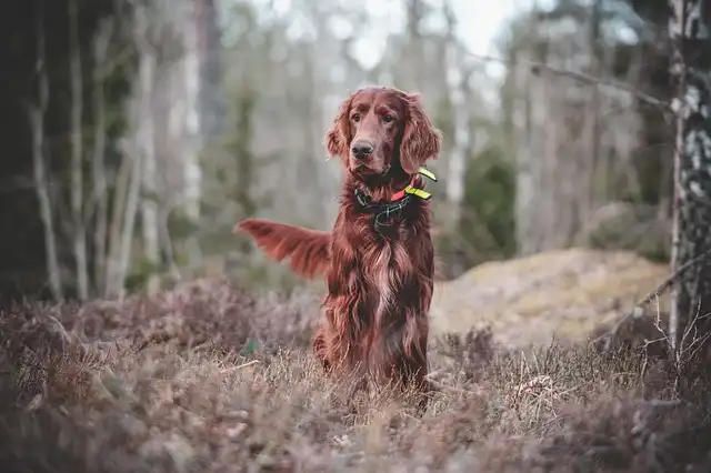 Changing a Dog’s Name: Training & Positive Reinforcement