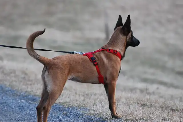Dog Car Travel Safety: Tips & Restraint Systems