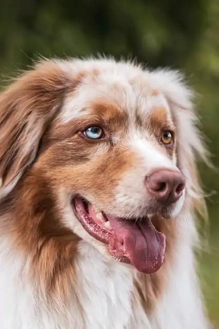 Dog DNA Tests: Unlocking Your Rescue Pup’s Secrets