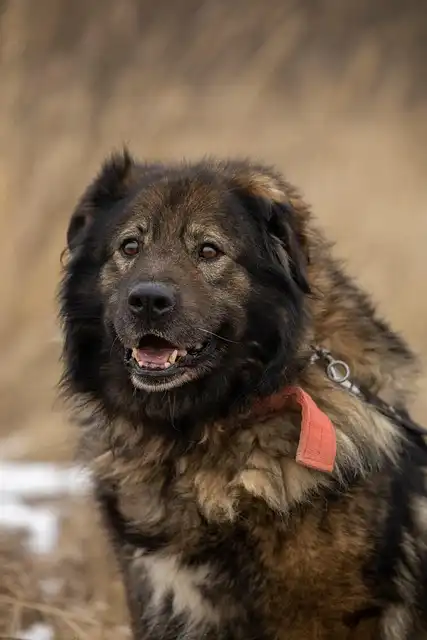 Dual Dog Dare Rescue: Help Save Dogs!