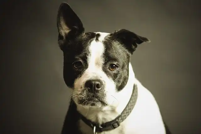 Prong Collars: Safe & Effective Dog Training Tips