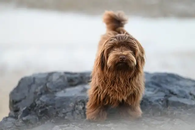 Rescue Havanese: Adoption Guide & Finding Your Companion