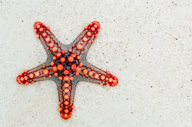 Sea Star Wasting Disease: Vibrio pectenicida Suspect