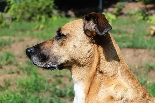 Wolf-Dog Hybrid Rescue: Challenges & Care
