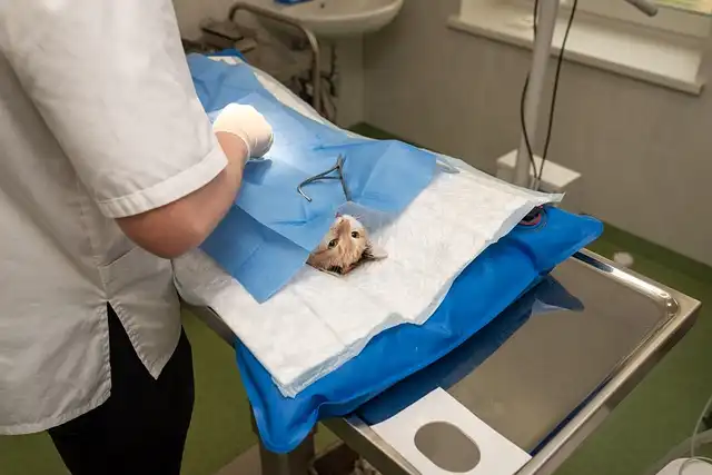 Affording Cat Care: Financial Aid & Options for Vet Bills