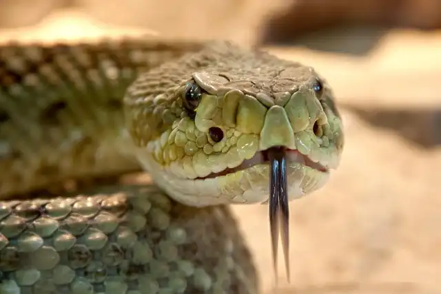 Animal Warning Colors: Camouflage and Predator Pressure