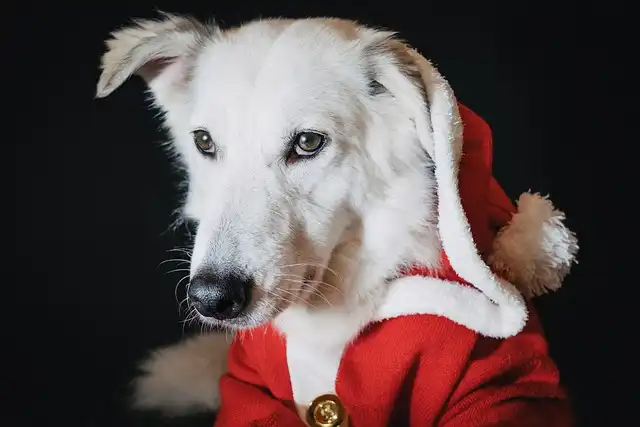 Dog Behaviors: Quirks, Eating Habits, and Sleeping Positions