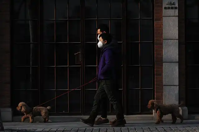 Dog Car Safety: Harnesses, Crates & Safe Travel Tips