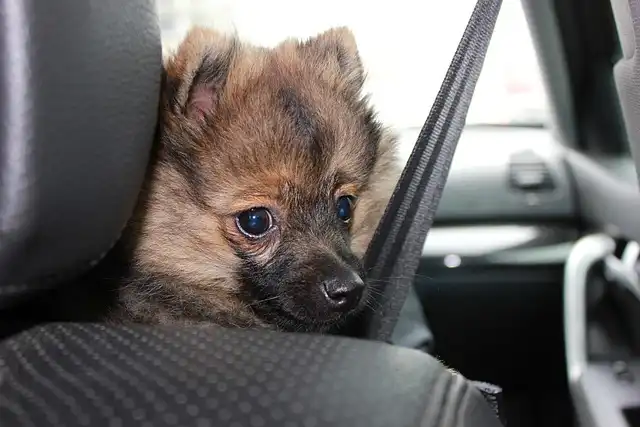 Dog Car Seats: Safety, Reviews & Buying Guide