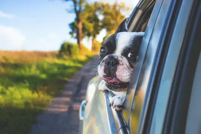 Dog Harness Safety: Choosing the Right Car Restraint