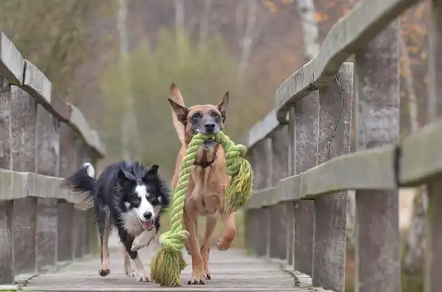 Dog Rope Toys: Benefits, Dangers & Safe Play Guide