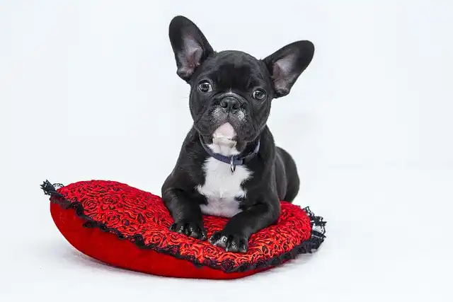 Dog Safety Lights: Best LED Collars & Gear for Night Visibility