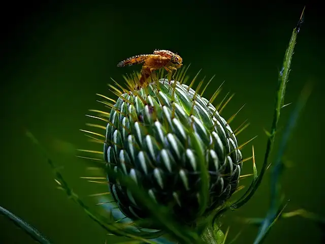 Fly Sperm Secrets: How Fruit Flies Prevent Sperm Knots