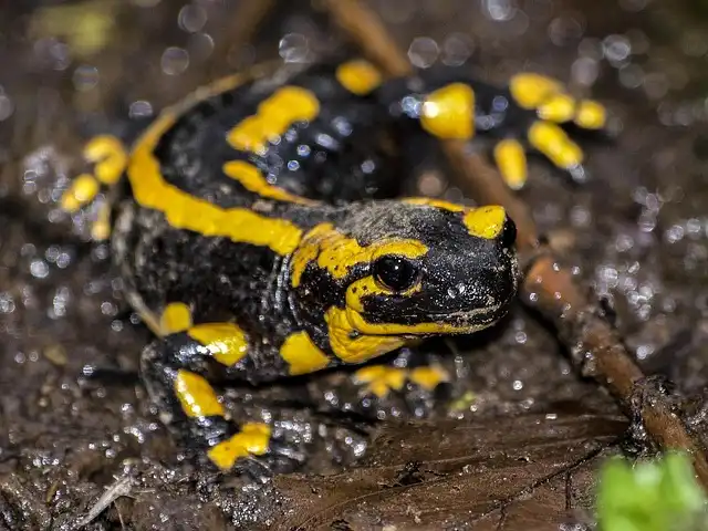 Heat & Aggression: Salamanders, Ants, and Climate Change