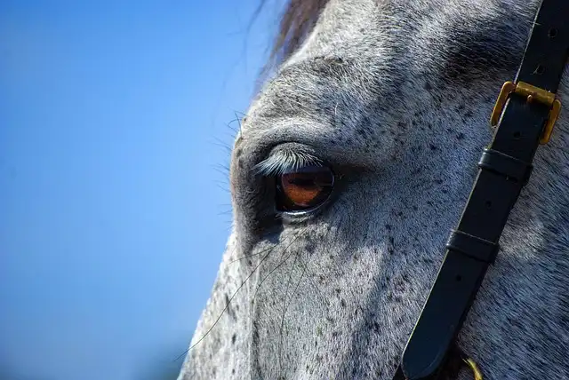 Horse Domestication: Key Genes Identified for Taming & Rider Tolerance
