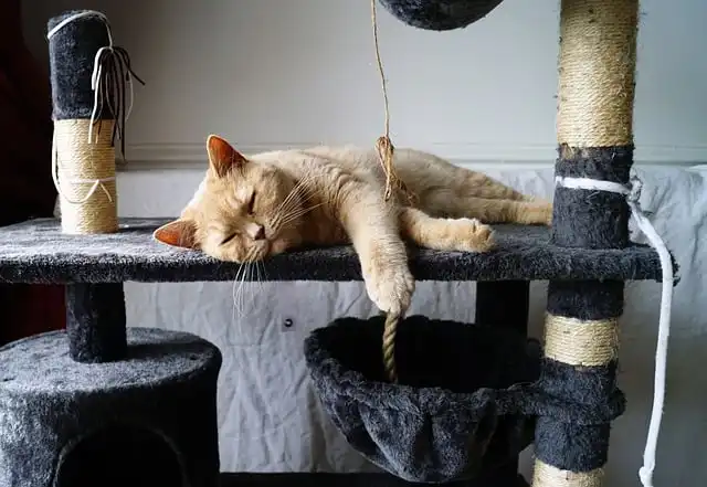 Rethinking Cat Scratching: Comfort, Affection, and Positive Emotions