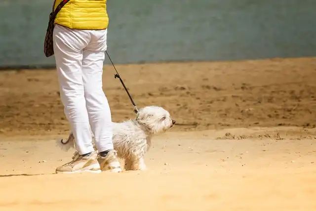 Safe Dog Walking: Tips & Techniques for a Happy Pup!