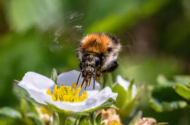 Ancient Bumblebees: 24-Million-Year-Old Bee-Flower Relationship