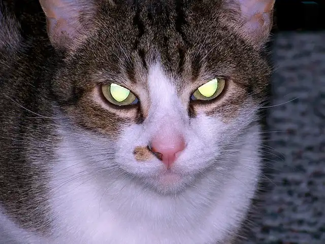 Cats in Horror Movies: A Purr-fectly Frightening Filmography