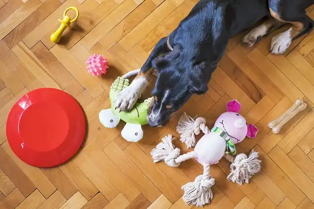 Chew Toy Safety: Guide to Safe Dog Chewing