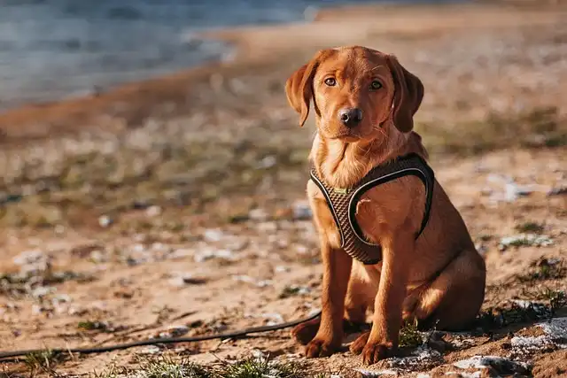 Dog Car Harnesses: Safety, Comfort & Crash Protection