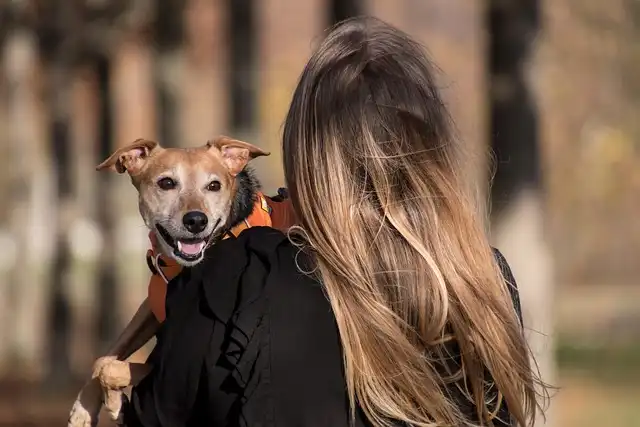 Dog Car Safety: Harnesses, Crates & Seat Belts for Pet Protection