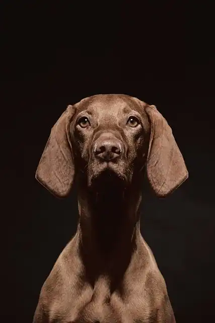 Dog Safety Vest: Blaze Orange & Reflective Gear Guide