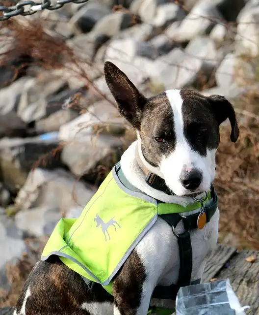 Dog Safety Vests: Choosing the Right One