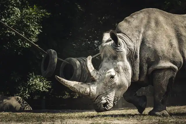 Giant Woolly Rhino Horn Found: Record Length & Ancient Insights